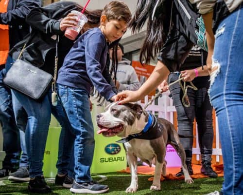 Best Friends LA Auto Show Adoption Booth