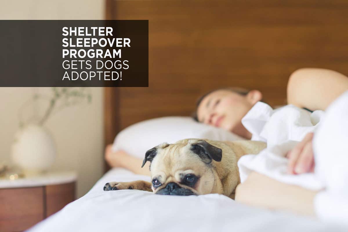 Shelter Sleepover Program