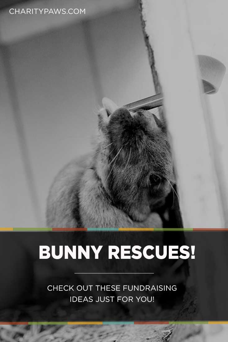 Fundraising ideas just for Rabbit rescuers.