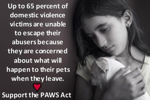 Domestic Violence - Pet Bill Signed Into Law