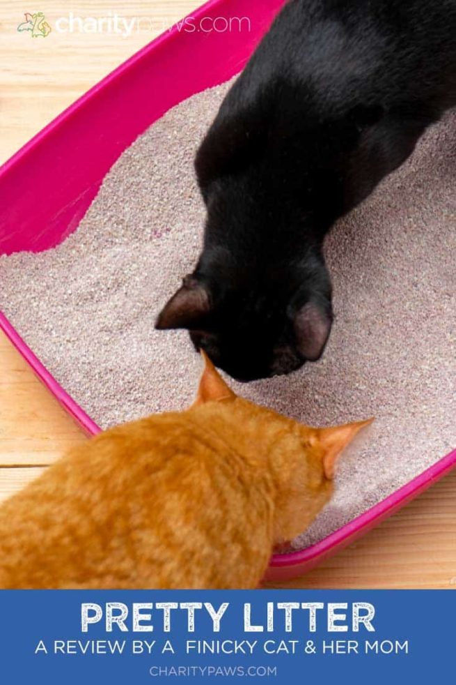 Pretty Litter A Review By A Finicky Cat & Her Human