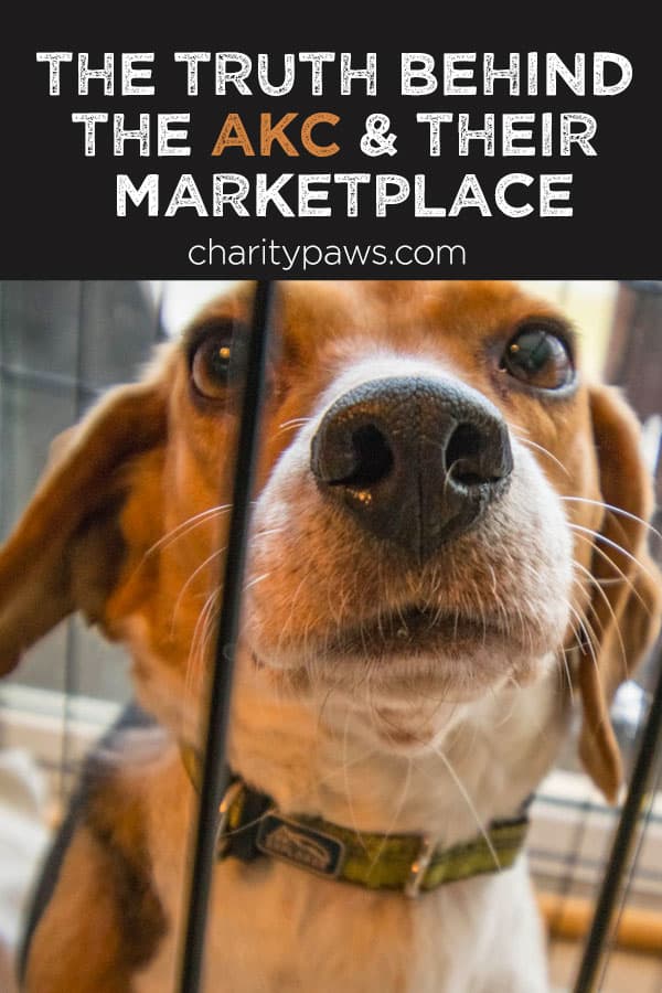 The Truth Behind The American Kennel Club's Marketplace