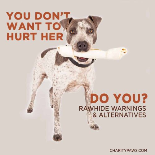 Rawhide Alternatives & Guide
