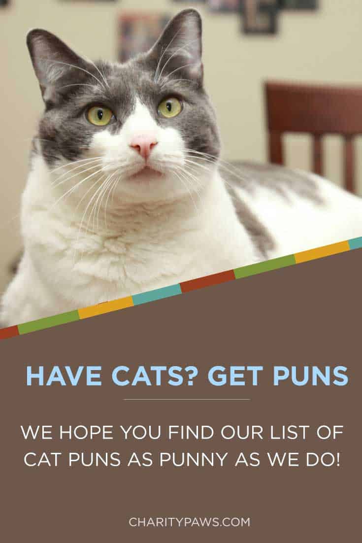 Cat Puns Words / 8 Cat Puns That Will Make Your Day Bored Panda