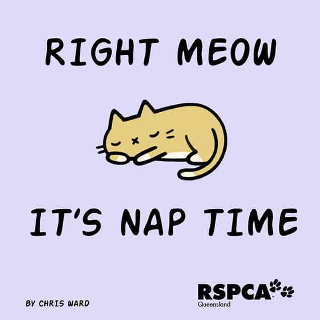 Cat pun illustration from Queensland RSPCA