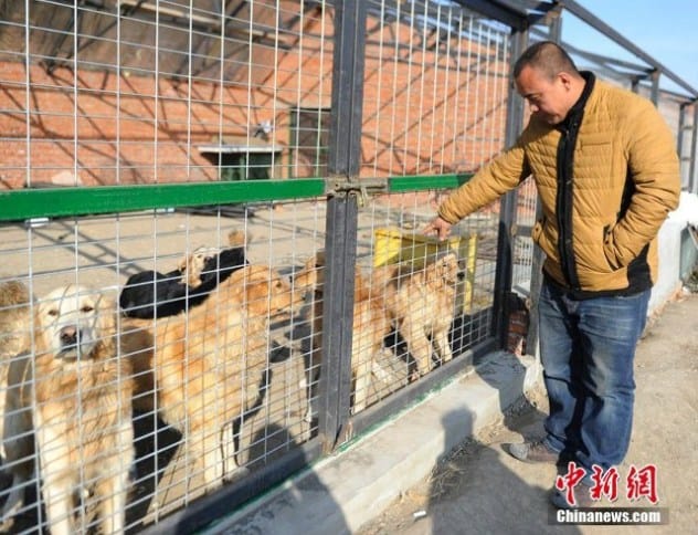 Slaughter Dogs Saved China
