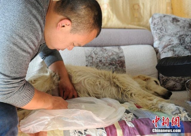 Wang Yan Chine Dog Rescuer