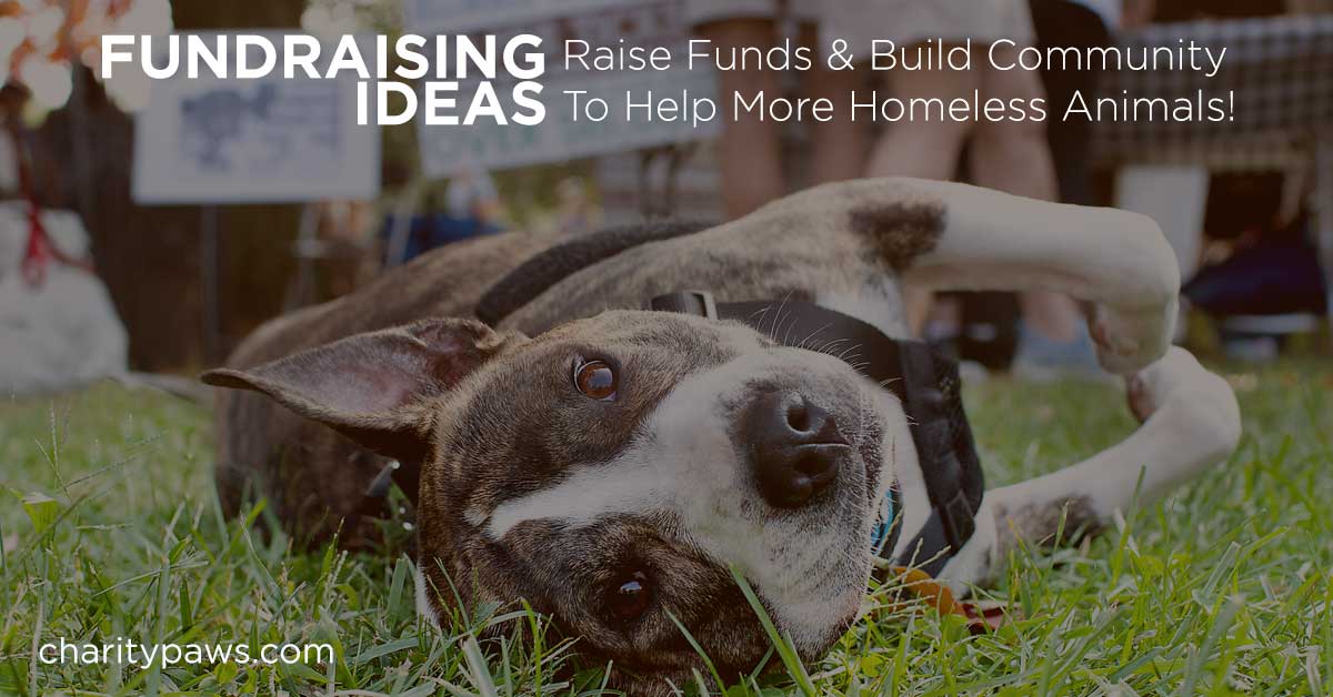 55+ Fundraising Ideas For Nonprofits & Animal Rescues