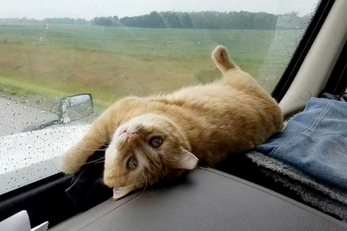 Trucker Cat Percy