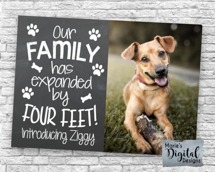 Pet Adoption Announcement from Etsy