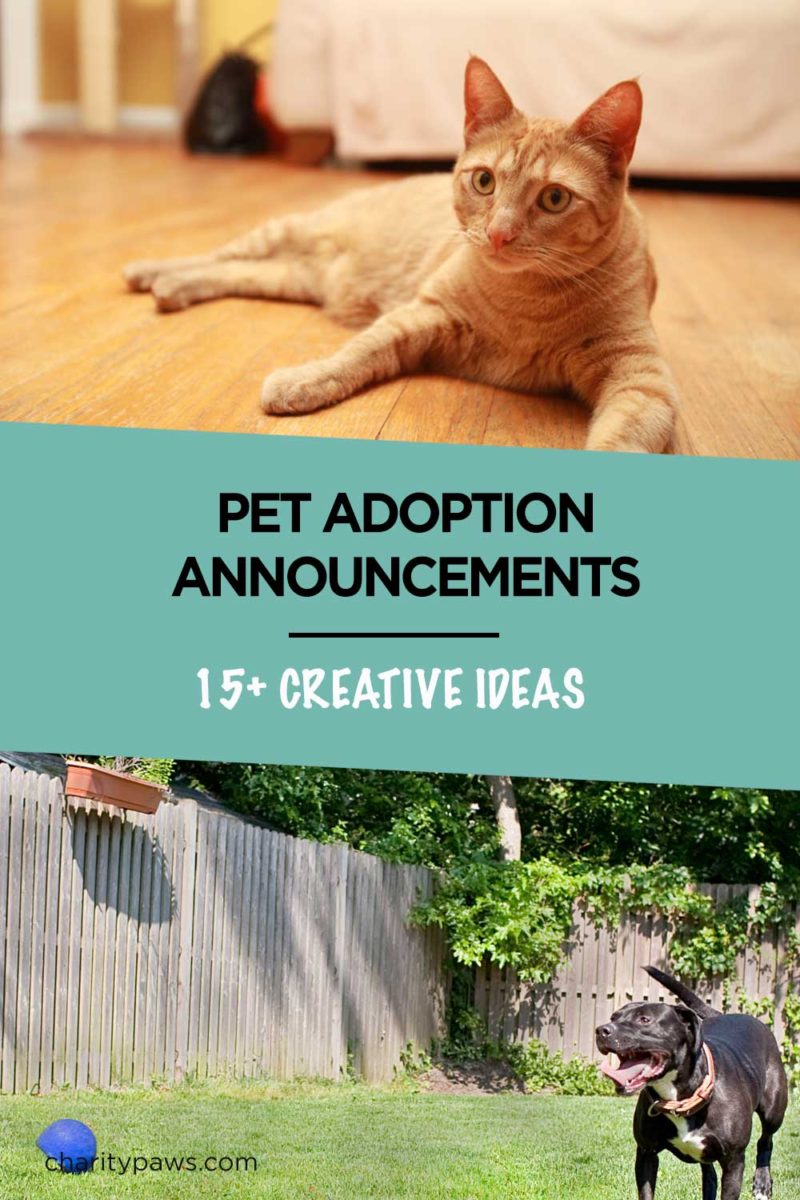 Creative Pet Adoption Announcements for dog and cat adoptions.