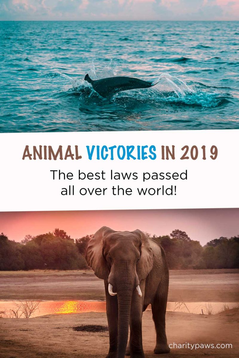 Lots of great things happened for animals in 2019! See 10+ great changes that are great for animals.