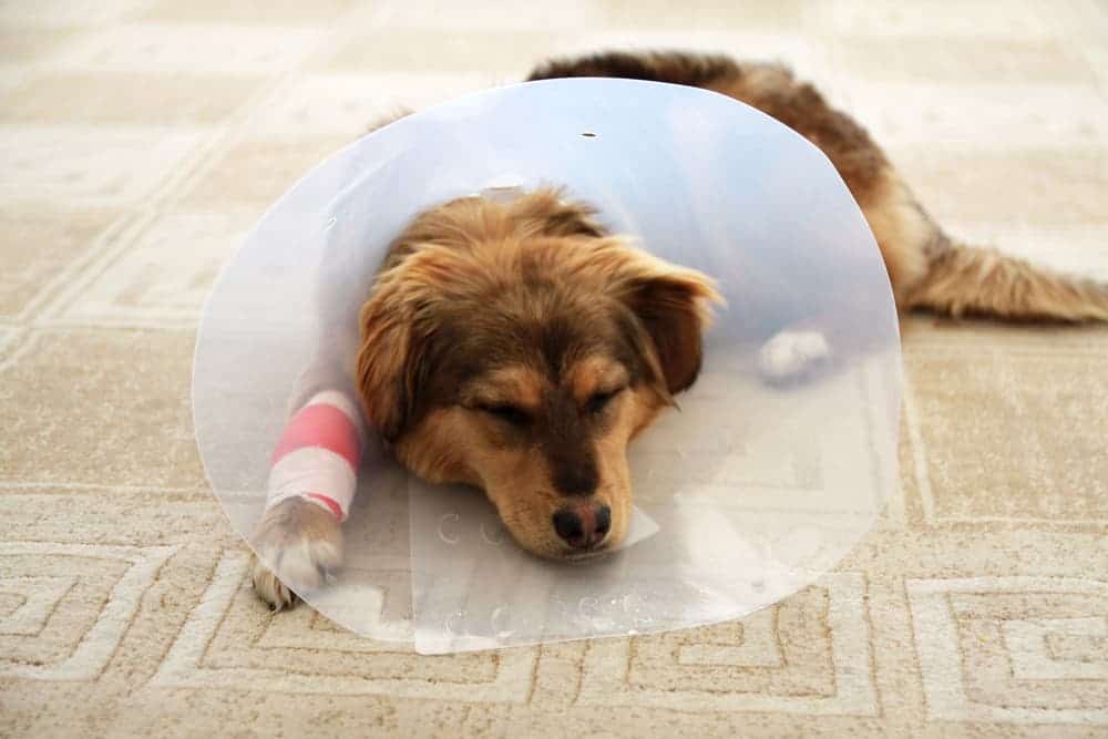 Injured dog cannot afford vet care.