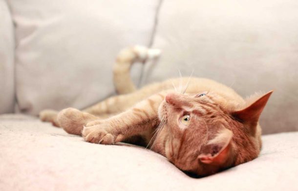 how-often-do-you-take-a-cat-to-the-vet