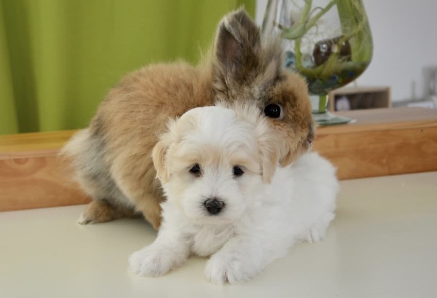 Dog and Rabbit are Friends