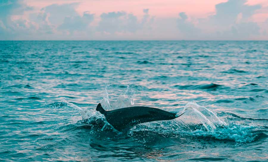 Dolphin banned from captivity in Canada