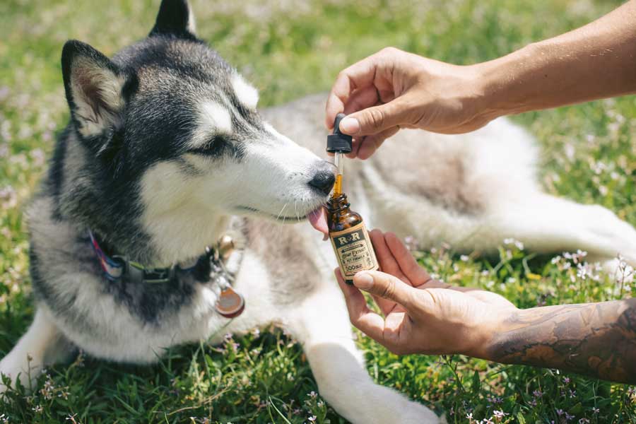 What Can I Give My Dog For Pain Relief 5 Options 