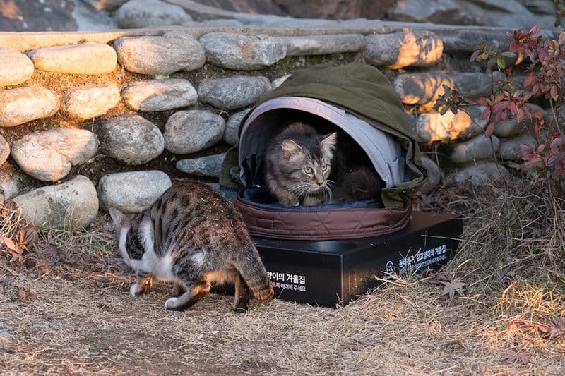 Outdoor cats enjoying their Hood House