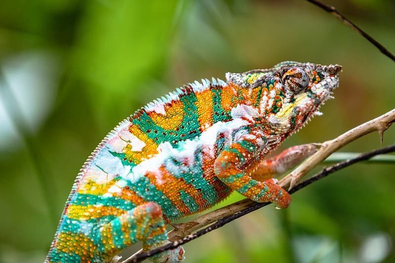 Panther chameleon as a pet.