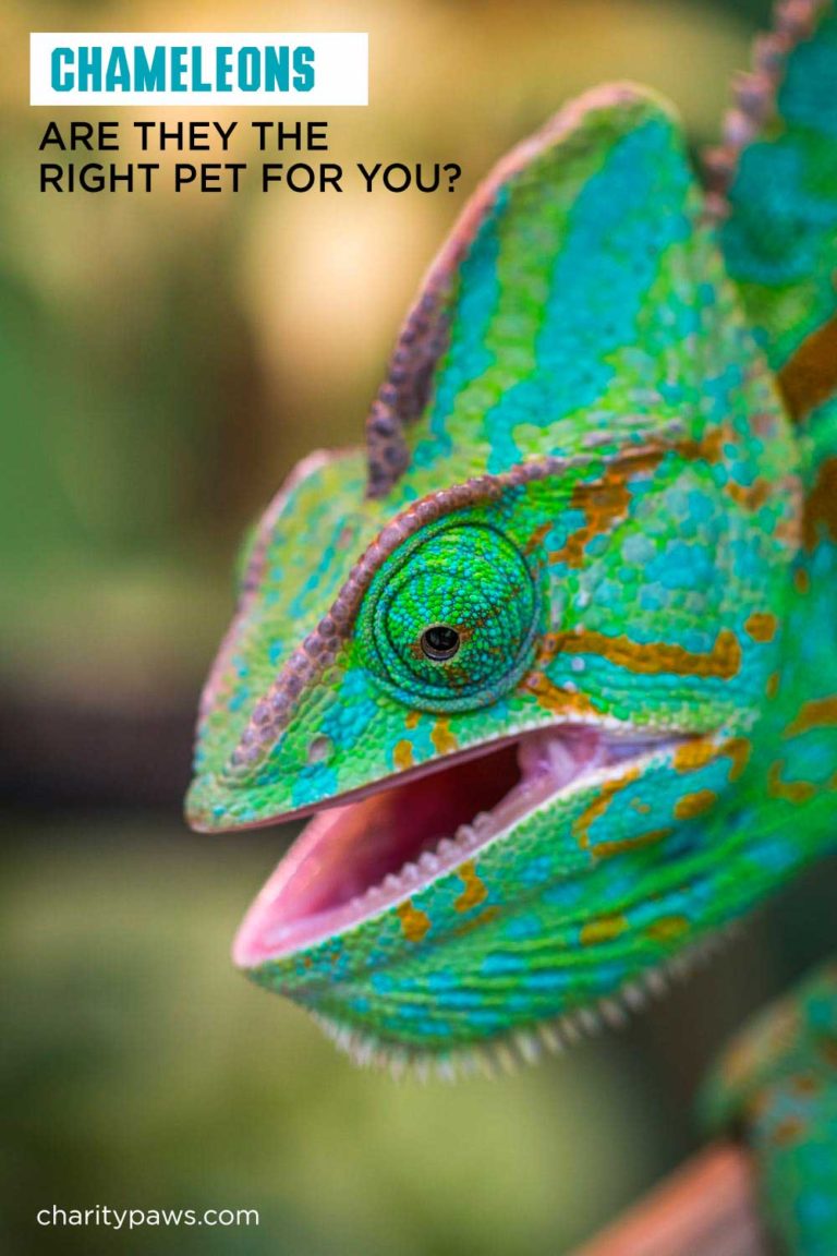 Wondering If A Chameleon Is A Good Pet? It Depends On You!