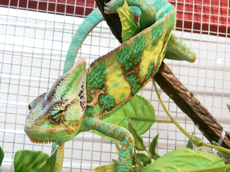 veiled chameleon pet