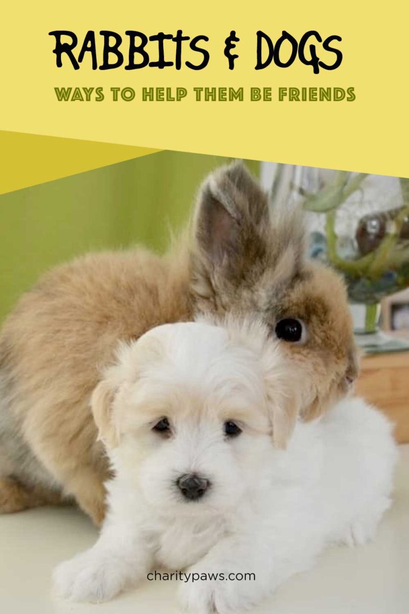 Wie man Kaninchen und Hunden hilft, gute Freunde zu werden.