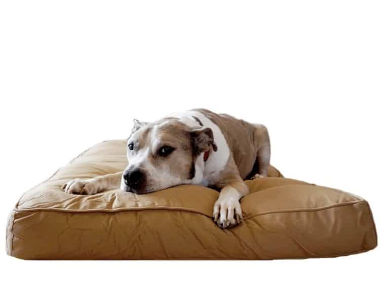 The Best Chew Proof Dog Beds For Your Rescue Dog