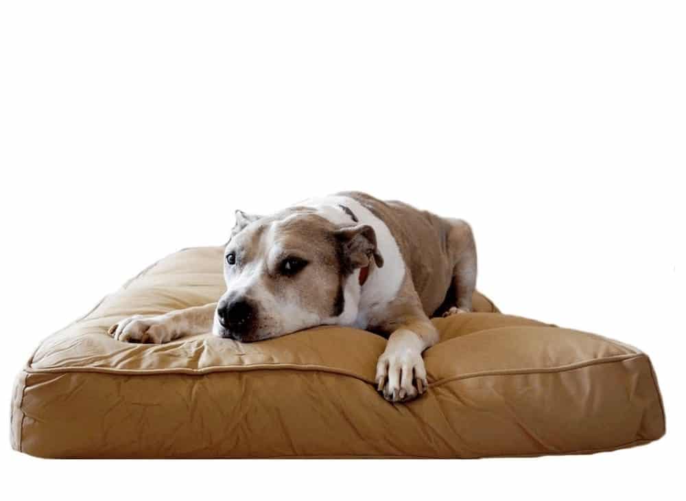 dog on chew proof bed from bully beds