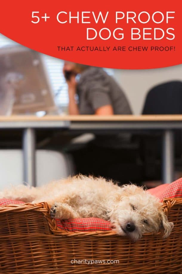 The Best Chew Proof Dog Beds For Your Rescue Dog