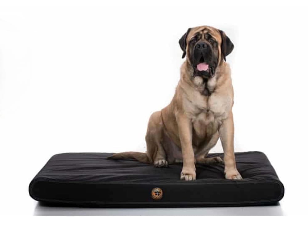 Gorilla dog beds are chew proof