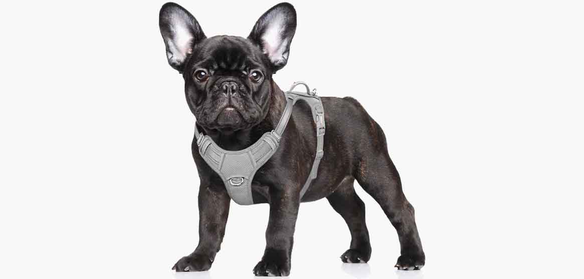 barkbay dog harness