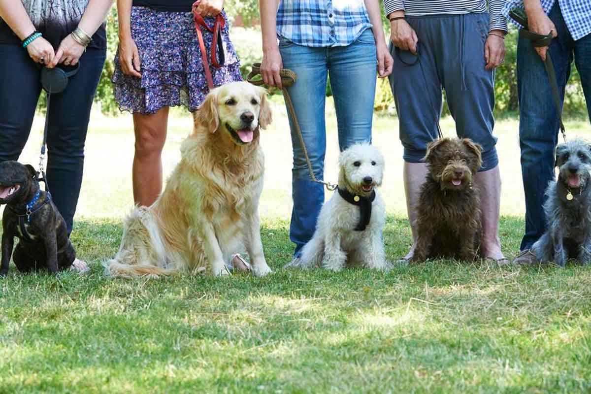 leash training dogs