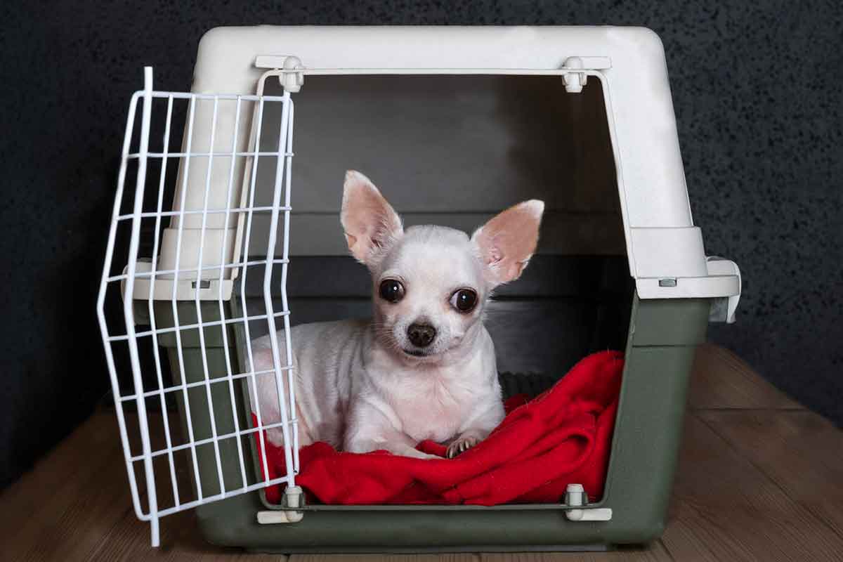 puppy training in crate