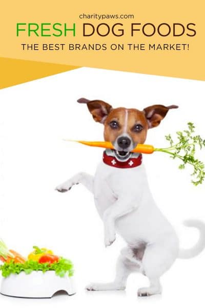 Check out the best fresh dog food delivery services to find the one that is best for your pooch!