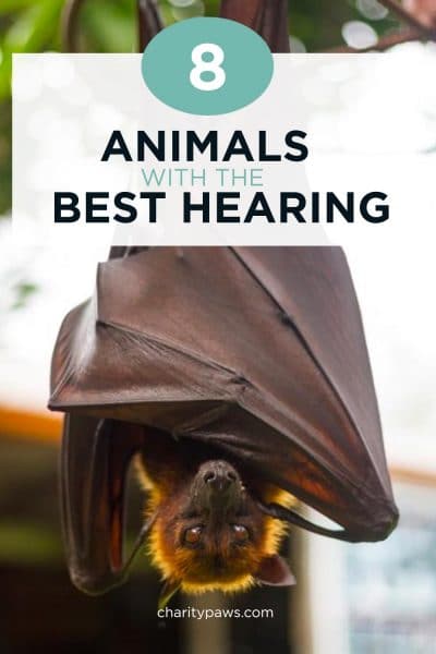 What Animal Has The Best Hearing? These 8+ Animals Do!