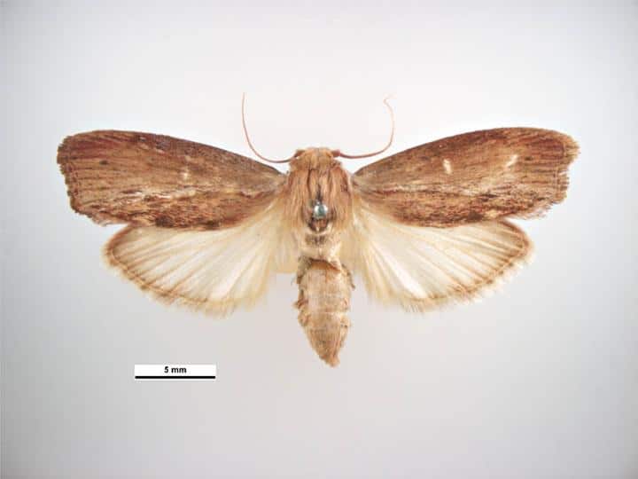 greater wax moth