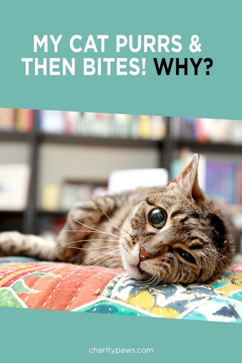 why do cats purr and then bite you