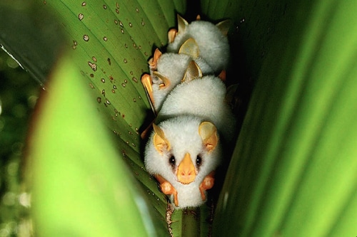 the honduran white bat