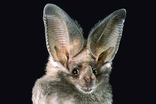 california leaf nosed bat