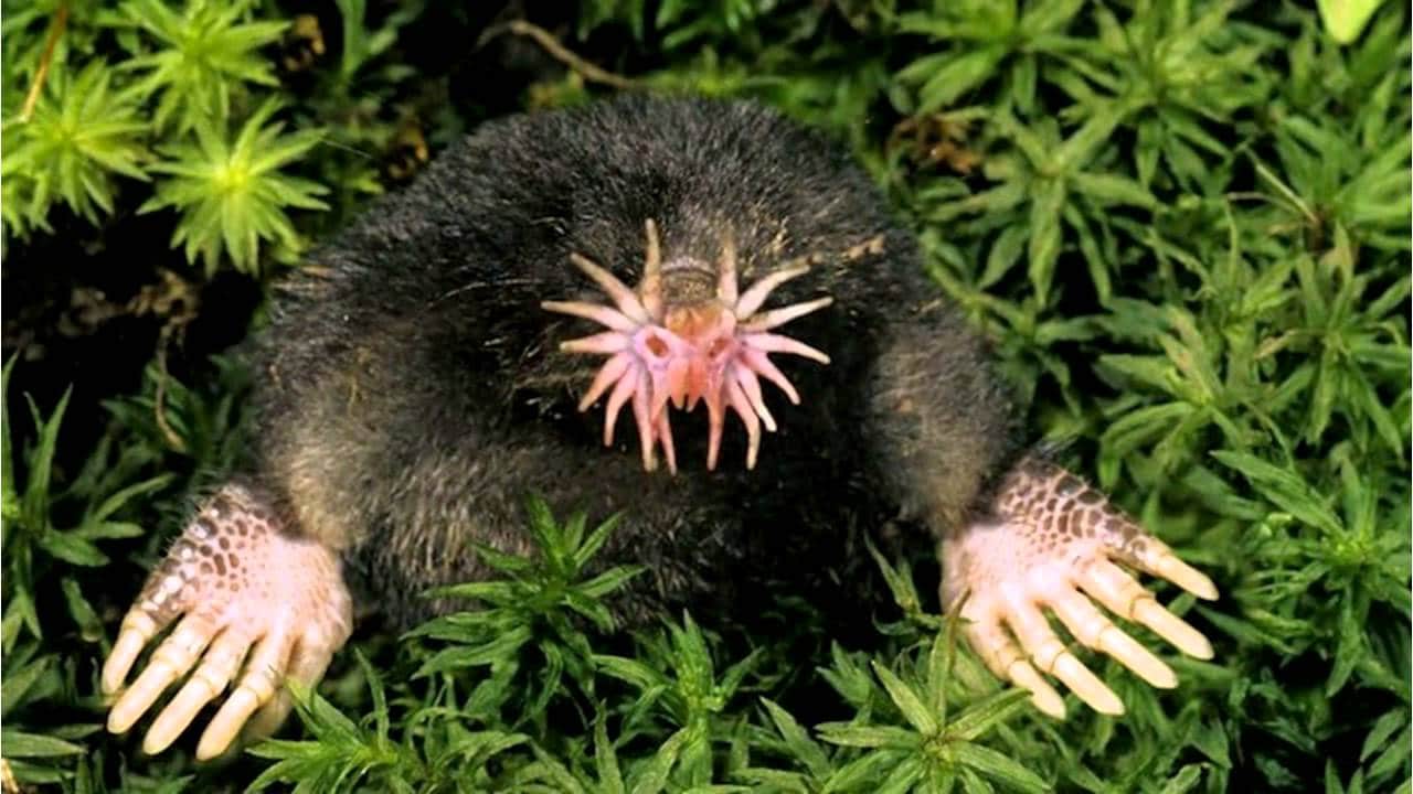 20+ Of The Most Weird Looking Animals With Fun Facts