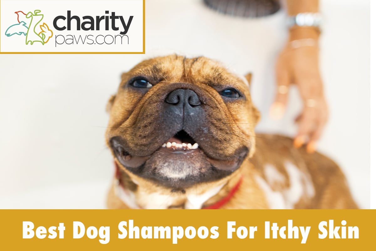 Dog Shampoos For Itchy Skin