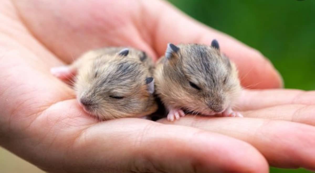 hamster babies on palm