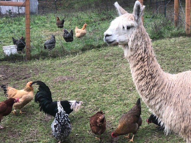 alpaca on happy compromise farm