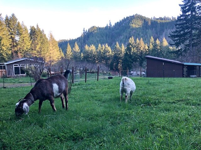 goats on happy compromise farm