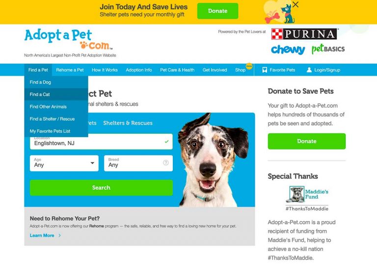 7 Best Pet Adoption Websites To Find A Furry Friend!