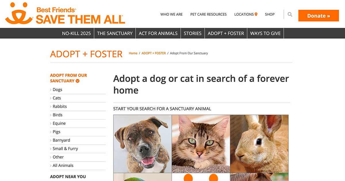 7 Best Pet Adoption Websites To Find A Furry Friend!