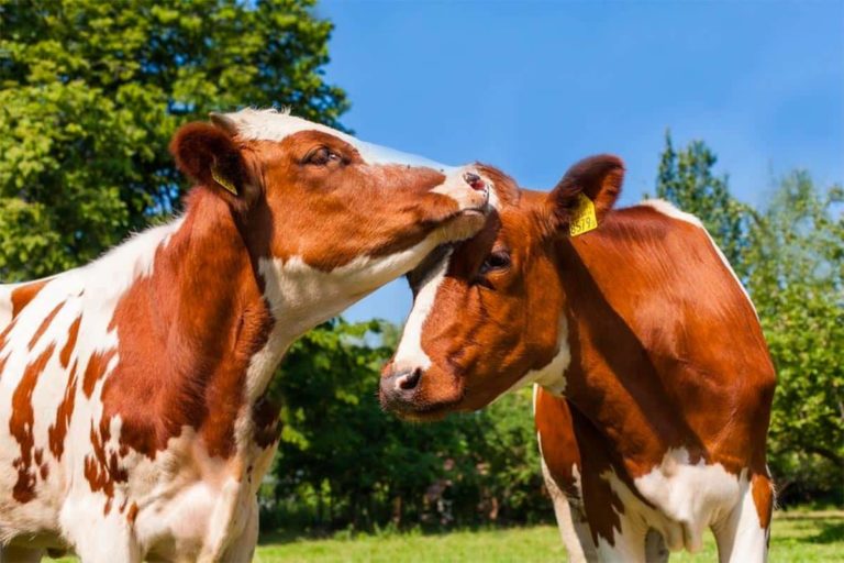 Do Cows Have Best Friends Research Says Yes