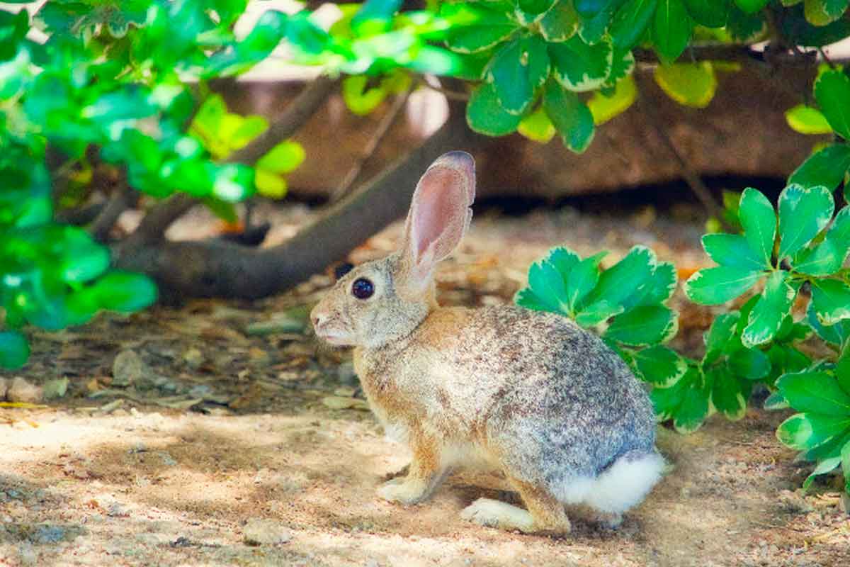 rabbit in woods