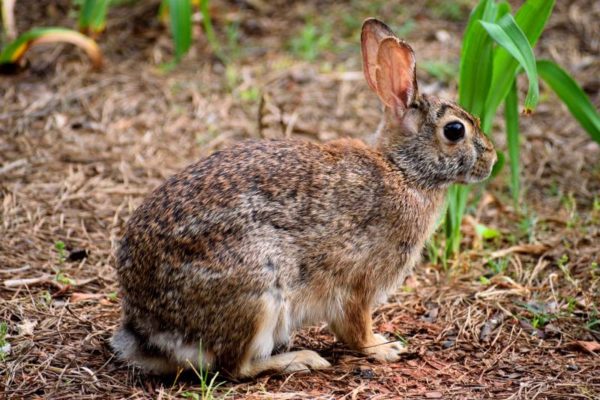 Do Rabbits Hibernate In The Winter?