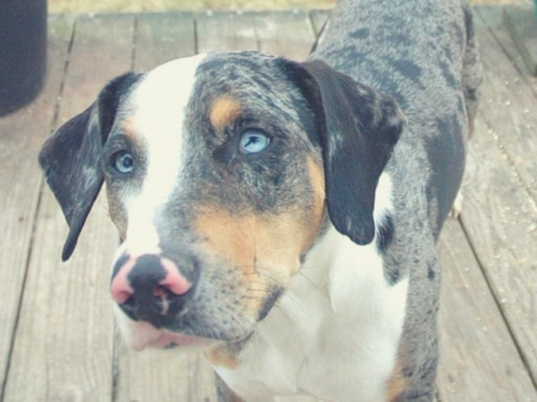 Catahoula Leopard Dog With Blue Eyes